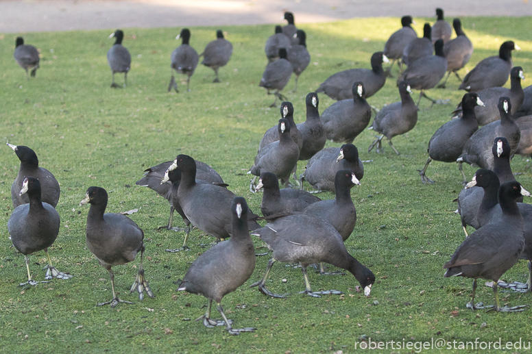 shoreline park